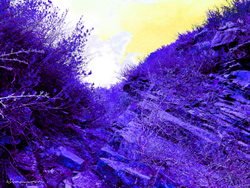 Purple Draw